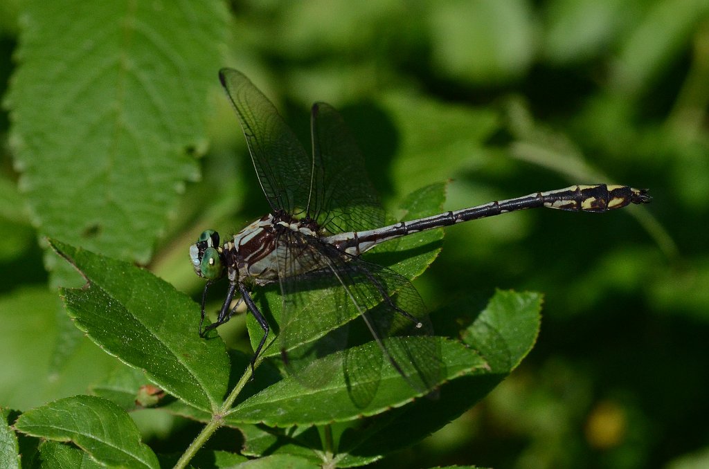 013 2015-08101212 Concord, MA.JPG - Black-shouldered Spinyleg (Dromogomphus spinosus) Dragonfly. Clubtail. Concord, MA, 8-10-2015